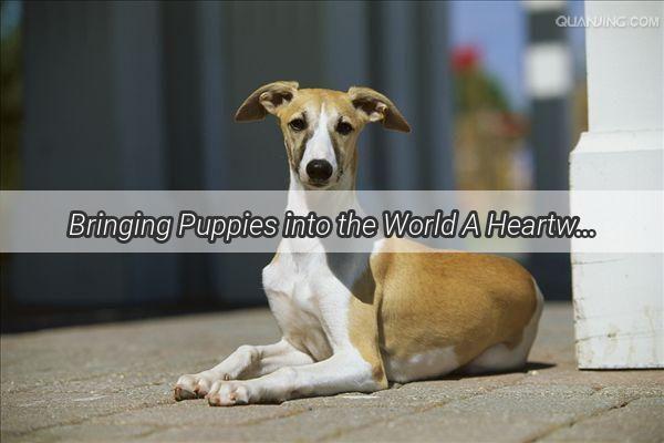 Bringing Puppies into the World A Heartwarming Journey with Your Furry Friend